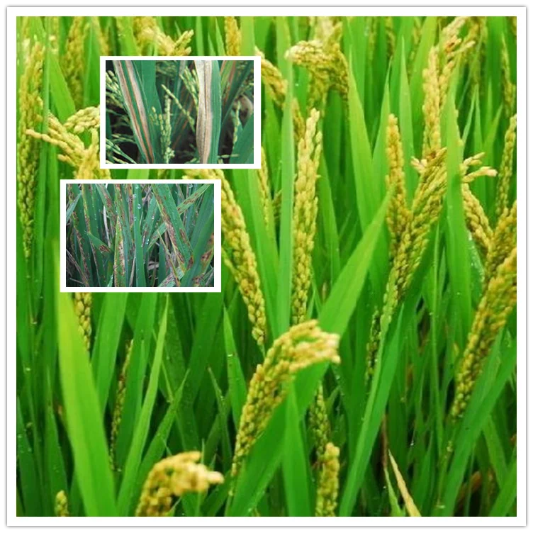 Биофунгицид Bacillus amyloliquefaciens, 6 миллиардов CFU/мл, жидкость для рисовой бактериальной болезни, бактериальная полоса листьев