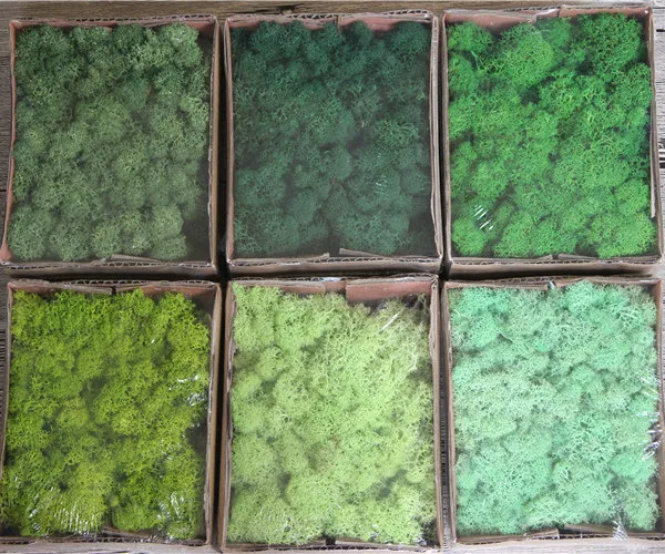 Multicolored Preserved Moss Wreath Natural Fresh DIY Home Decorative Plant Wall Beautiful for Graduation Gifts