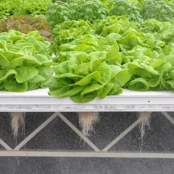 DWC Aquaponics фермерские теплицы Гидропоника сцепляющий плот гидропонная растущая кровать плавающие системы