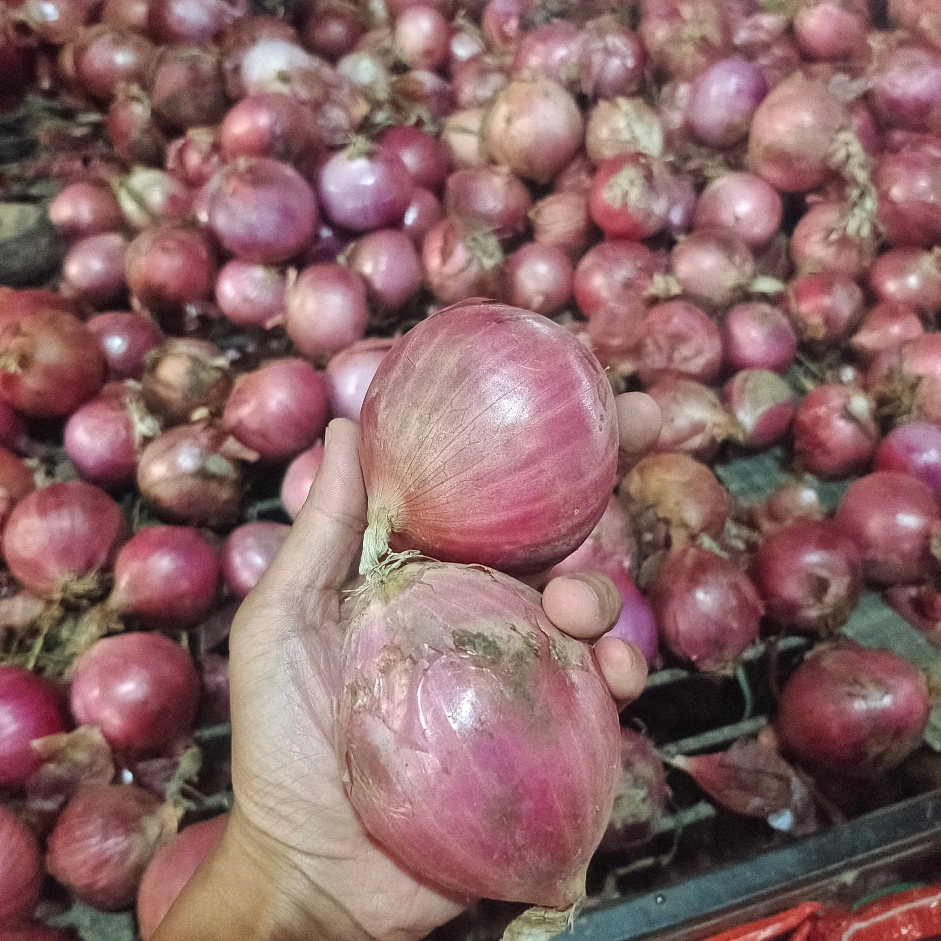 Red Onion Style GLOBAL GAP Weight Origin Type Shape Product Fresh Place Model HACCP Round Maturity Cultivation Common Peeled