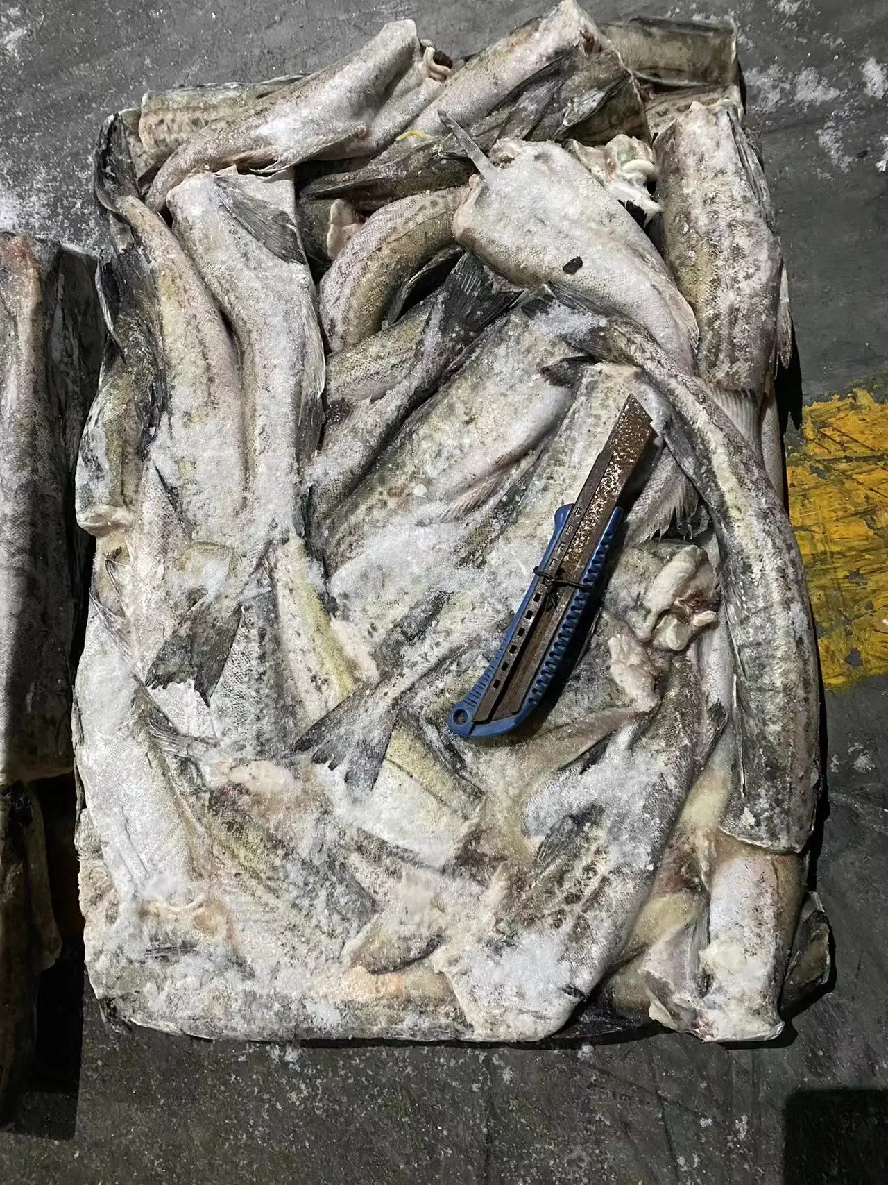 BQF Alaska Pollock Headed Gutted Pollock Fillet from Russian Origin