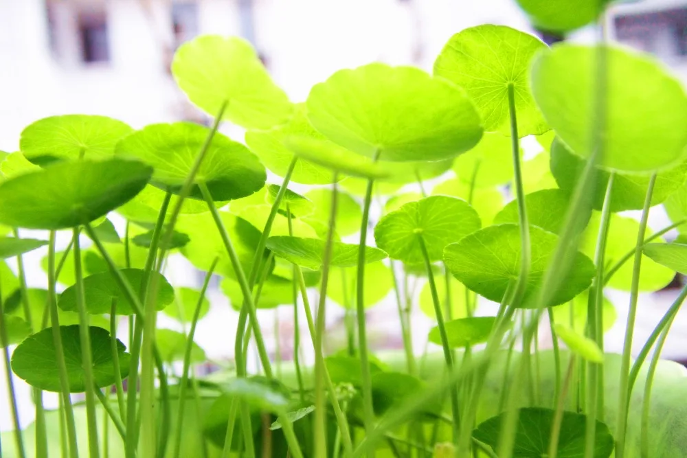 
Skin care cosmetic grade gotu kola / centella asiatica extract 40% Asiaticosides by HPLC 