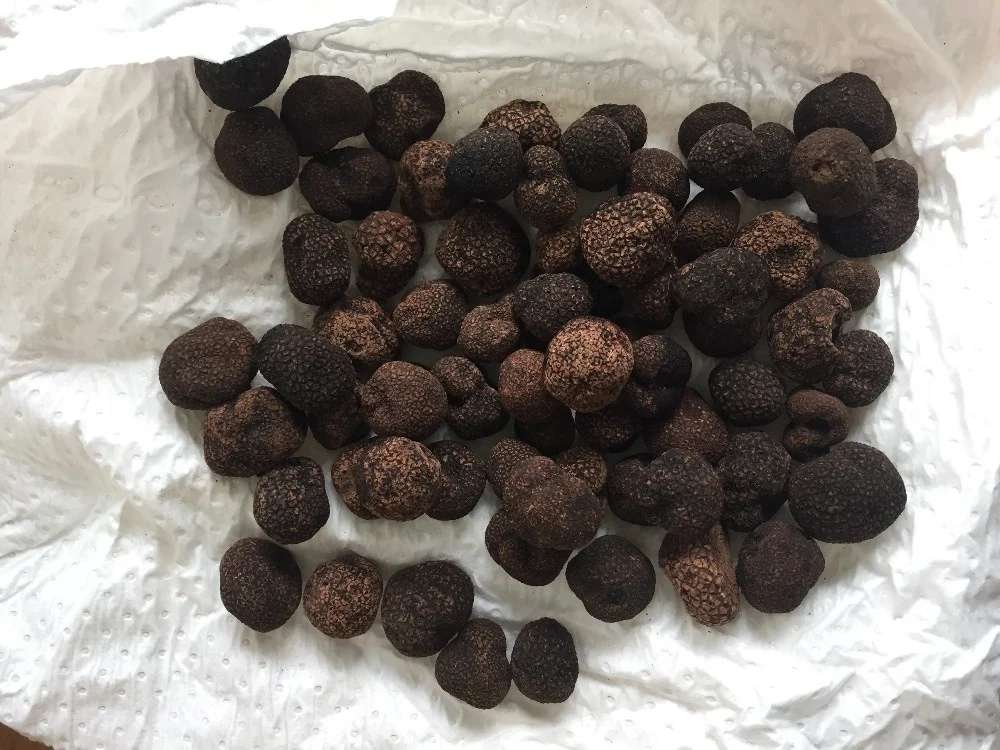Новый Урожай по рыночной цене для обычного класса полувысушенный черный трюфельный гриб