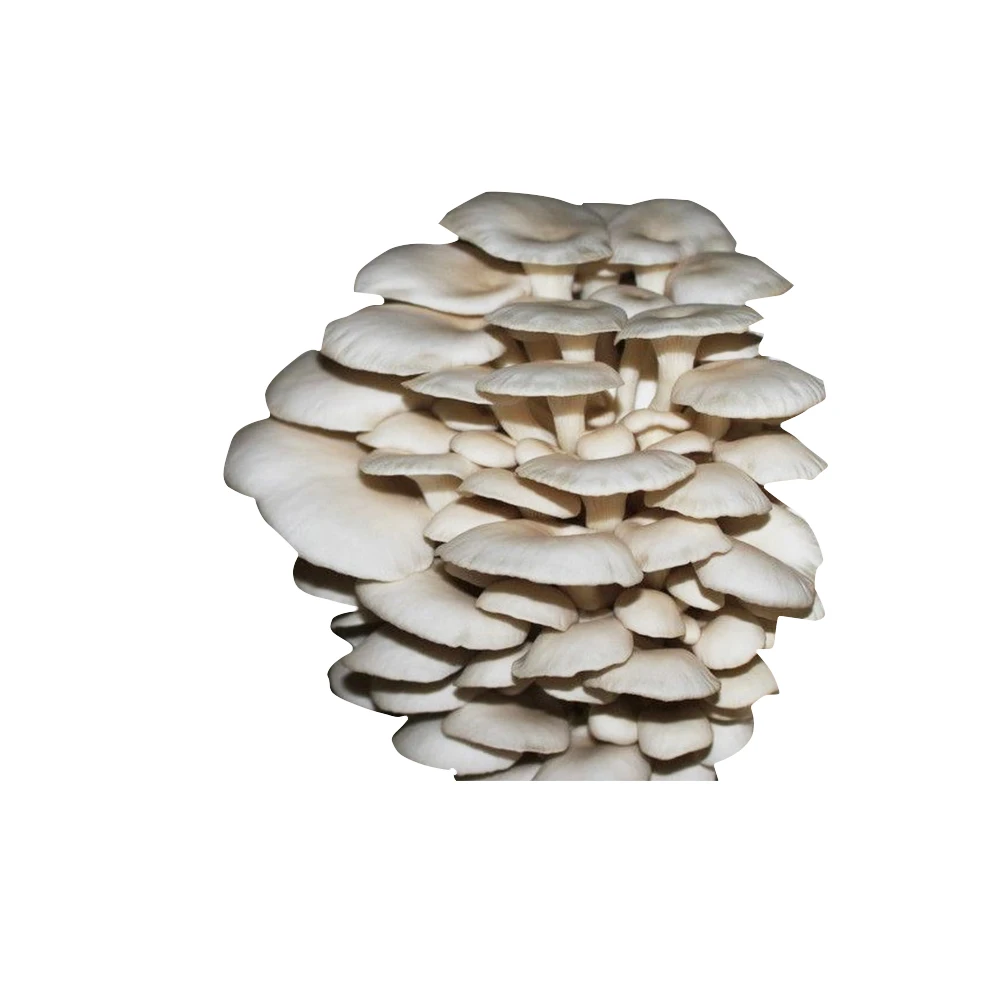 
Farm organic fruitwood grey oyster mushroom spawn logs seeds oyster mushroom sticks 