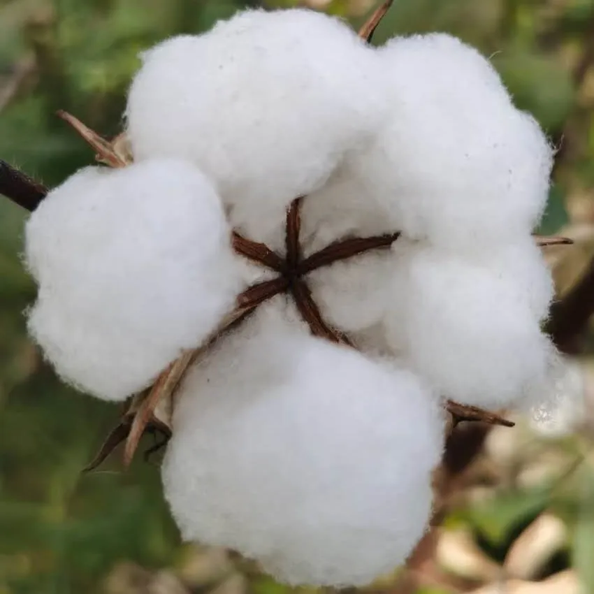 RAW cotton quilt material for garment