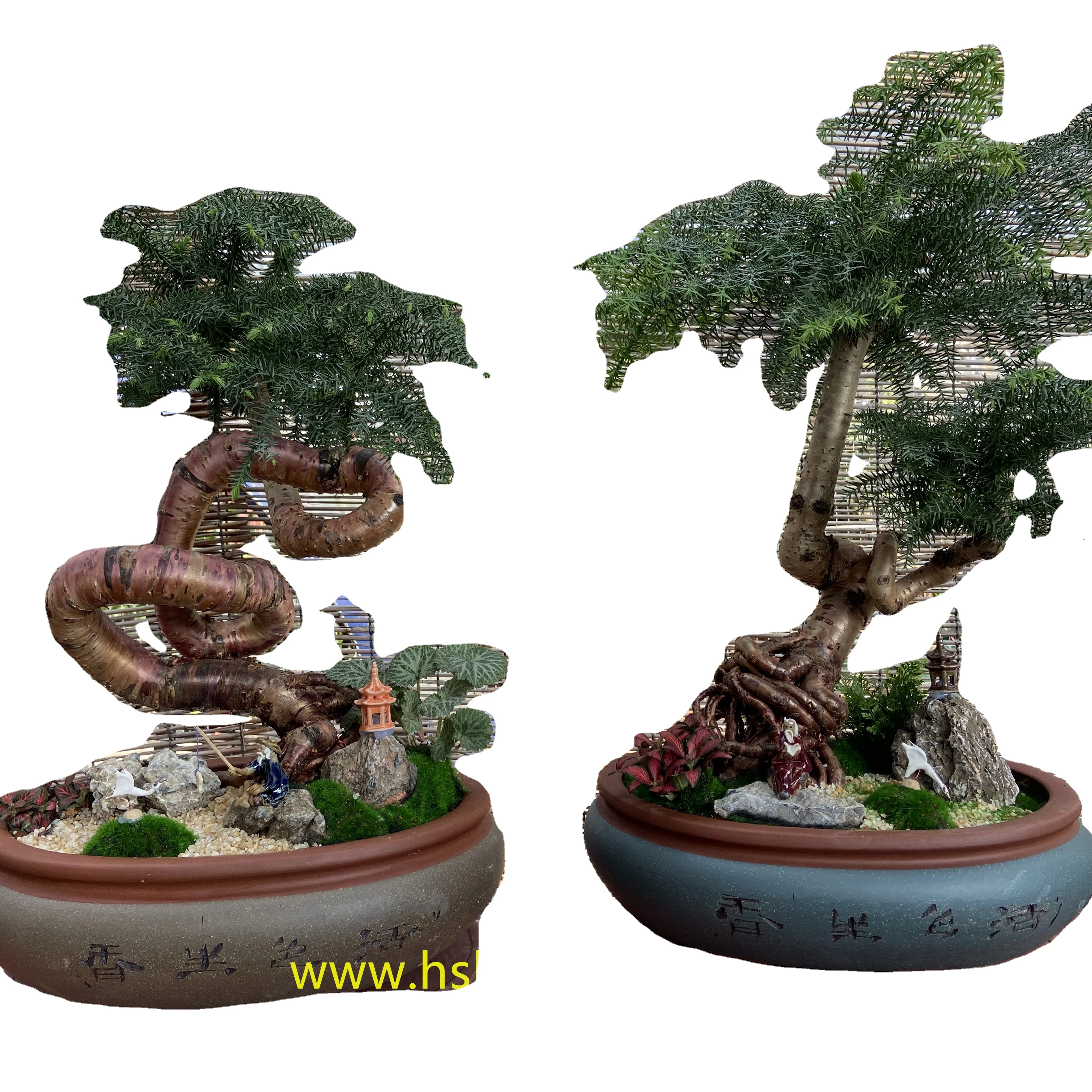 
Beautiful Araucaria heterophylla ,Chinese bonsai ,Ornamental plants indoor ficus 