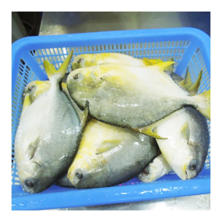 FOODSTAR Brand Premium Quality Frozen Golden Pompano Pomfret Fish with Competitive Price