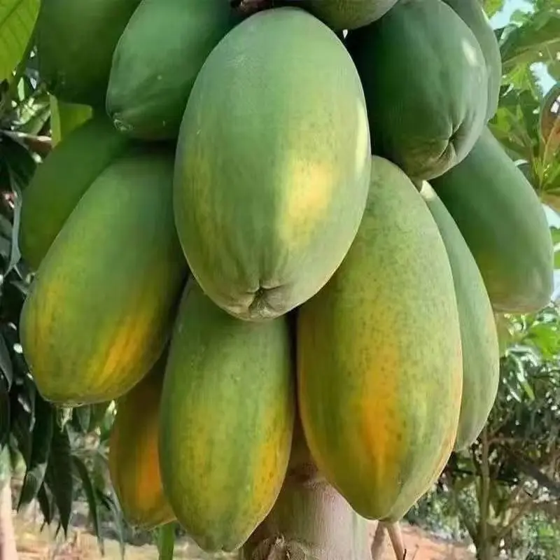 Papaya Seeds