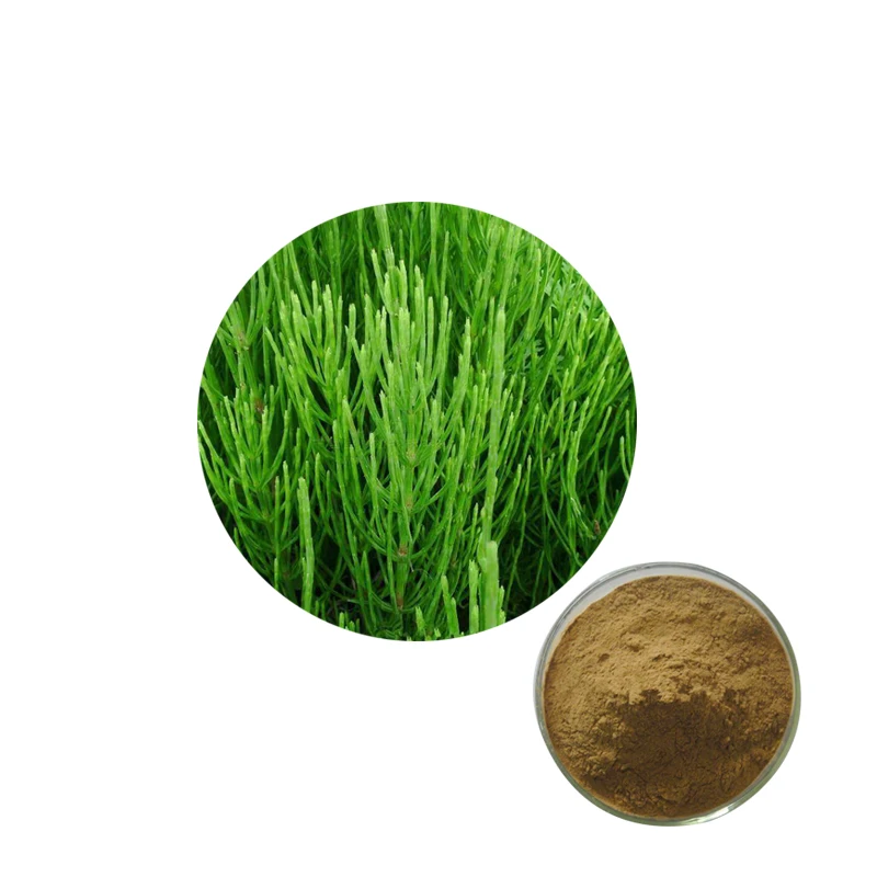 
wholesale pure natural horsetail extract powder 