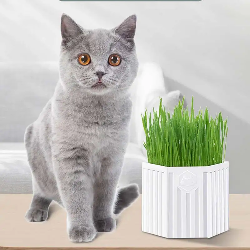 Высокая степень прорастания, простое размножение, гидропонная посадка, трава для кошек