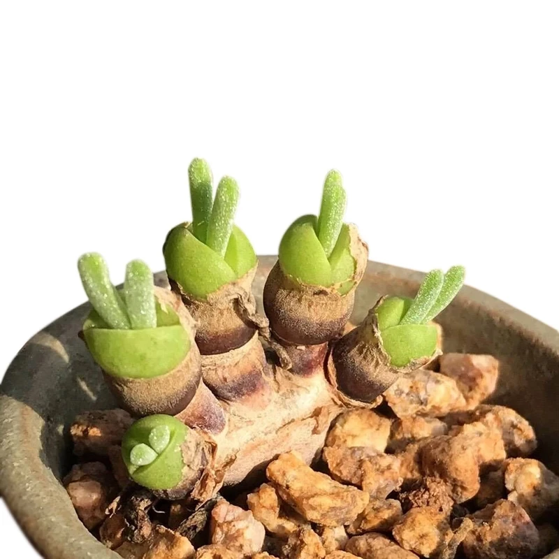 
Indoor perennial nature product Succulent plant MonilariaobconicaIhlenf.&Joergensbalcony 
