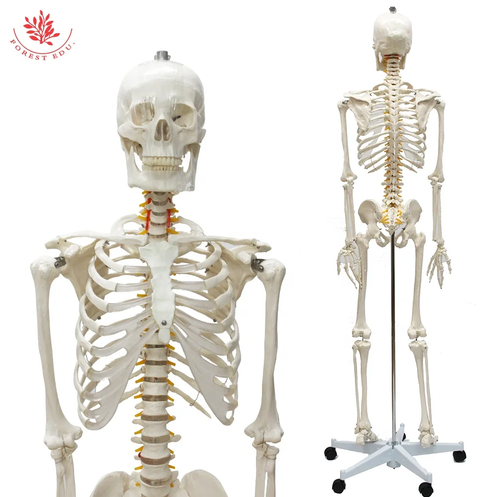 FRT001 Teaching Resources Life Size 180cm Basic Skeleton Model High Quality Medical Science Human Skeleton model Anatomy