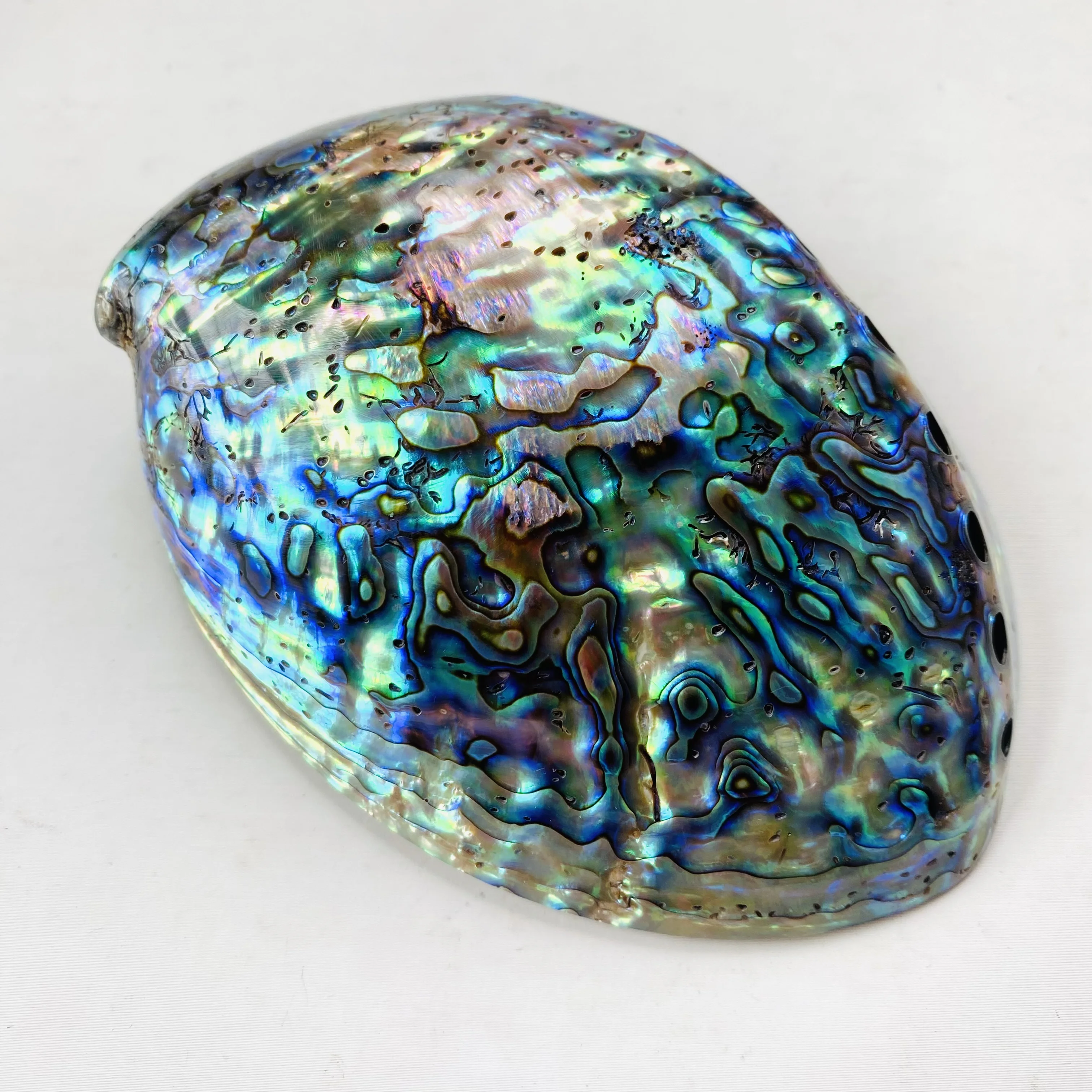 Factory Price Sale Natural Beautiful Big Polished Abalone Shell