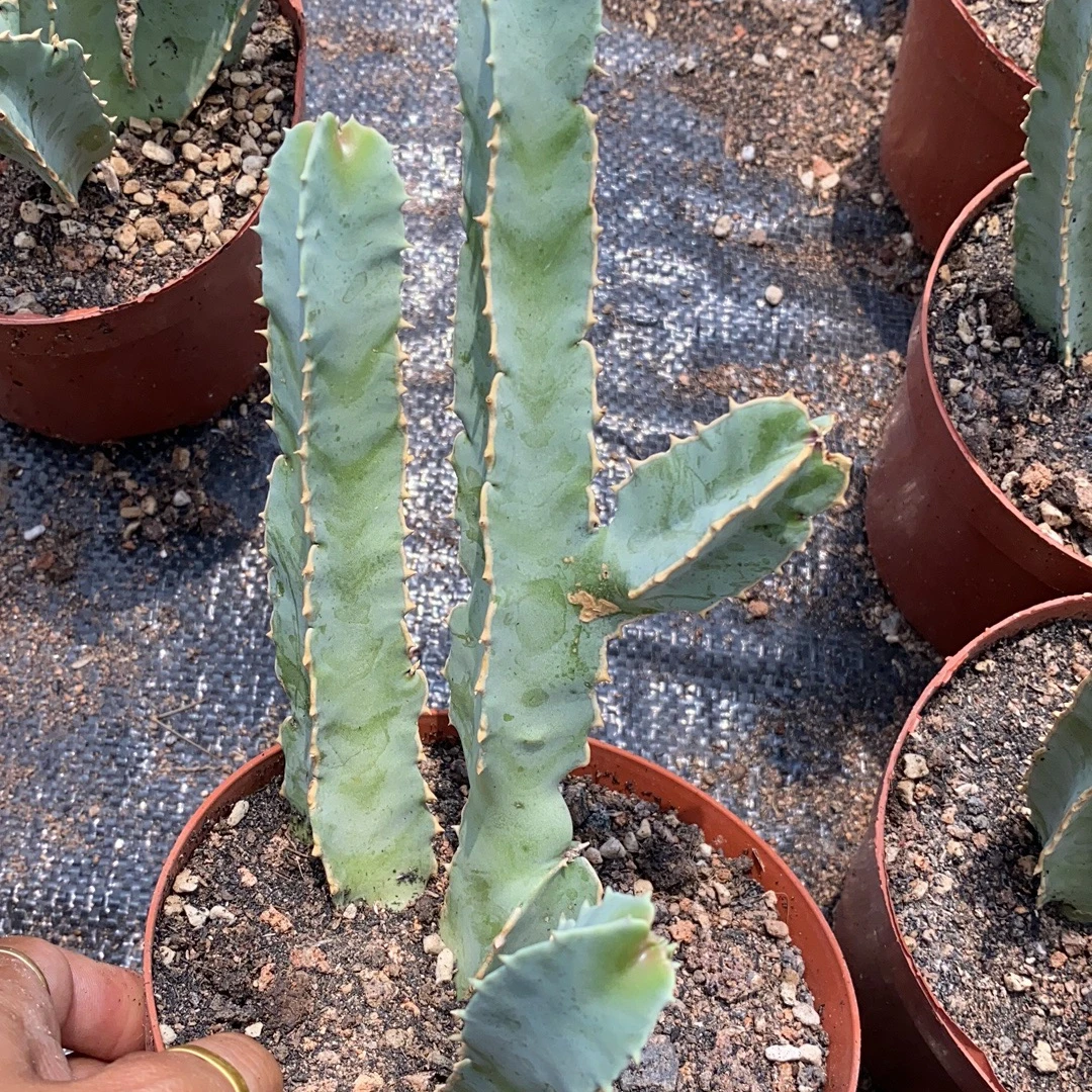 
Высококачественные реалистичные кактусы, бонсай, 15-25 см, оптовая продажа, низкая цена 