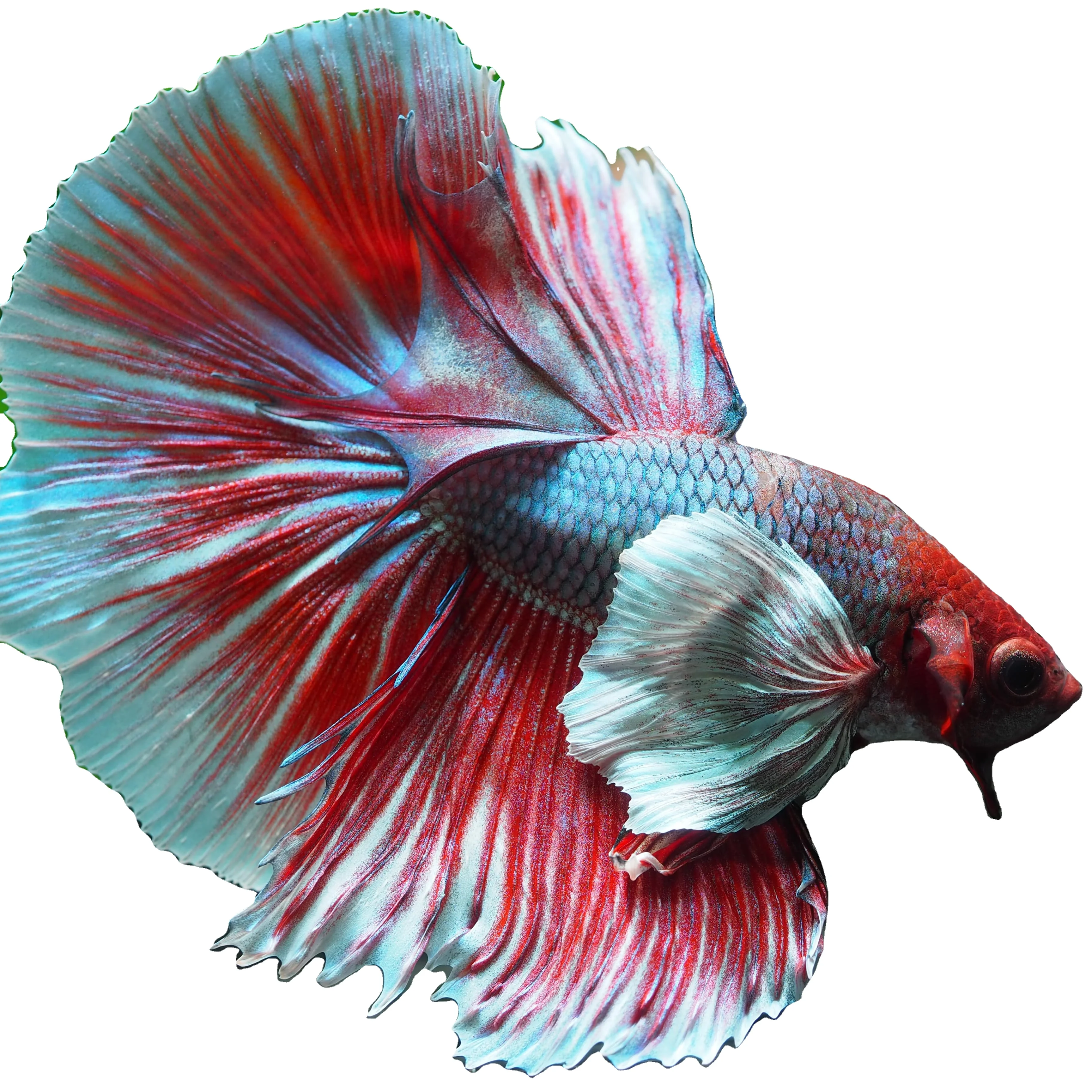 
HALFMOON DUMBO - Multicolor Thailand Betta Fish Premium Quality Plakat Siamese Fighting Fish Ornamental Aquariums 