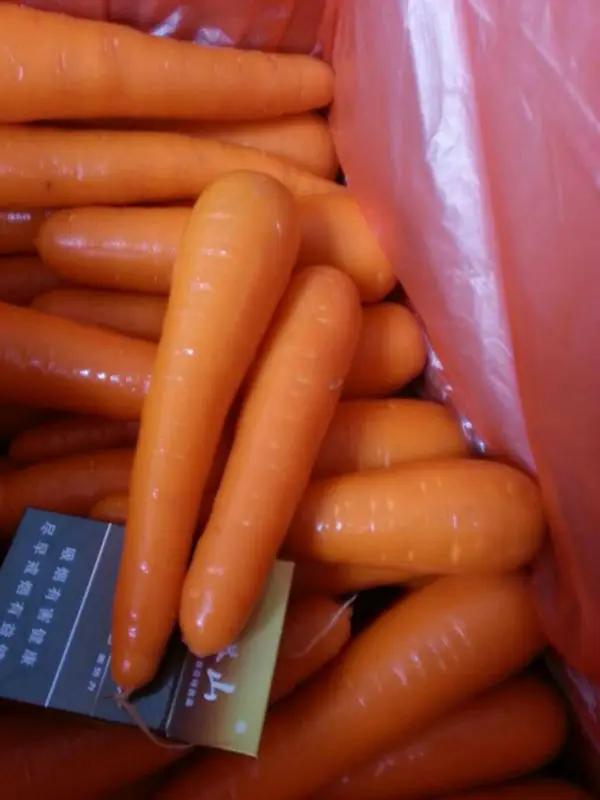 Fresh Carrots Good  Price Shandong China 316 carrots