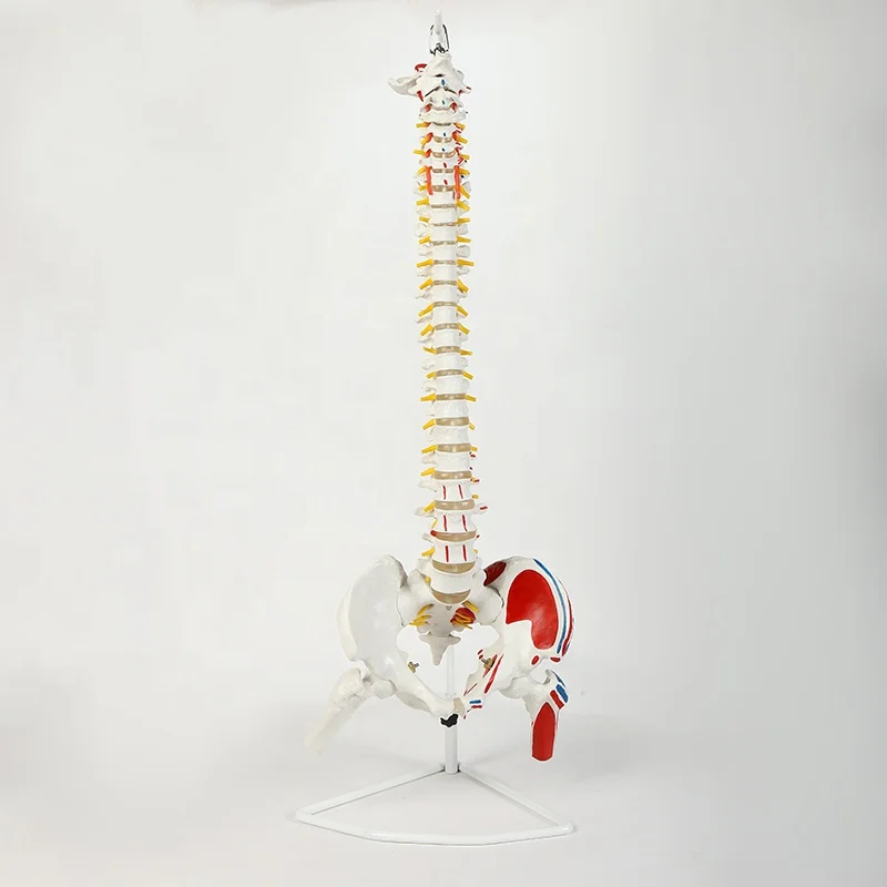 85Cm different kinds ofl flexible human spine spinal model human bone model bone-setting medical teaching