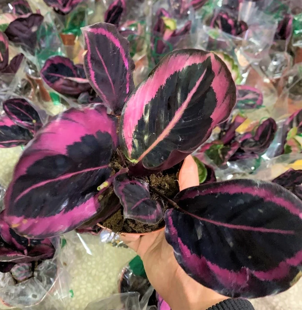 
Wholesale promotion Calathea veitchiana Hook foliage live plants bonsai 