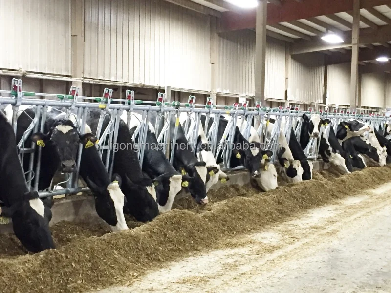 cattle_headlocks (2).jpg