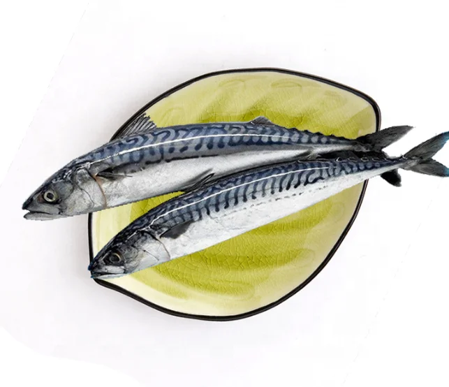 Supplier Frozen Carton Spanish Mackerel Fish For Hot Sale
