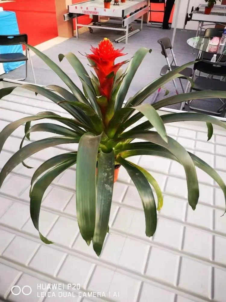 
New Style Tidal Seeding Nursery / Irrigation Nursery for Greenhouse 