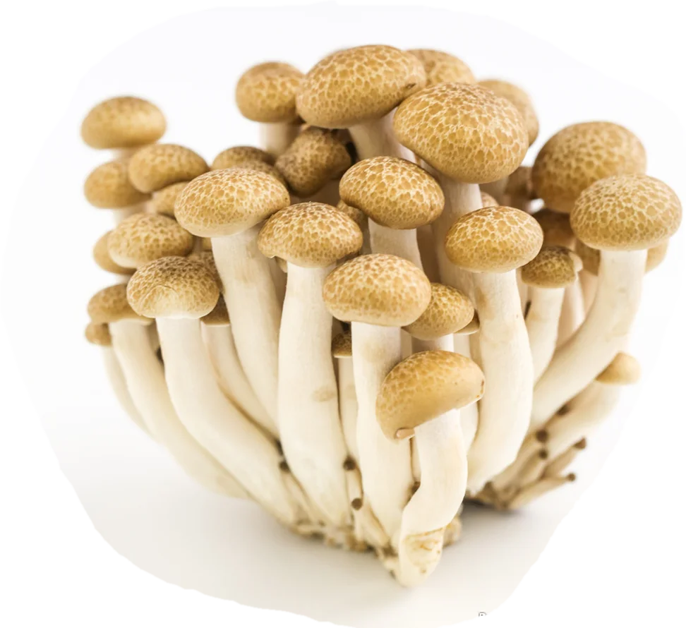 Бесплатный образец вешенка гриб порошок суп maitake