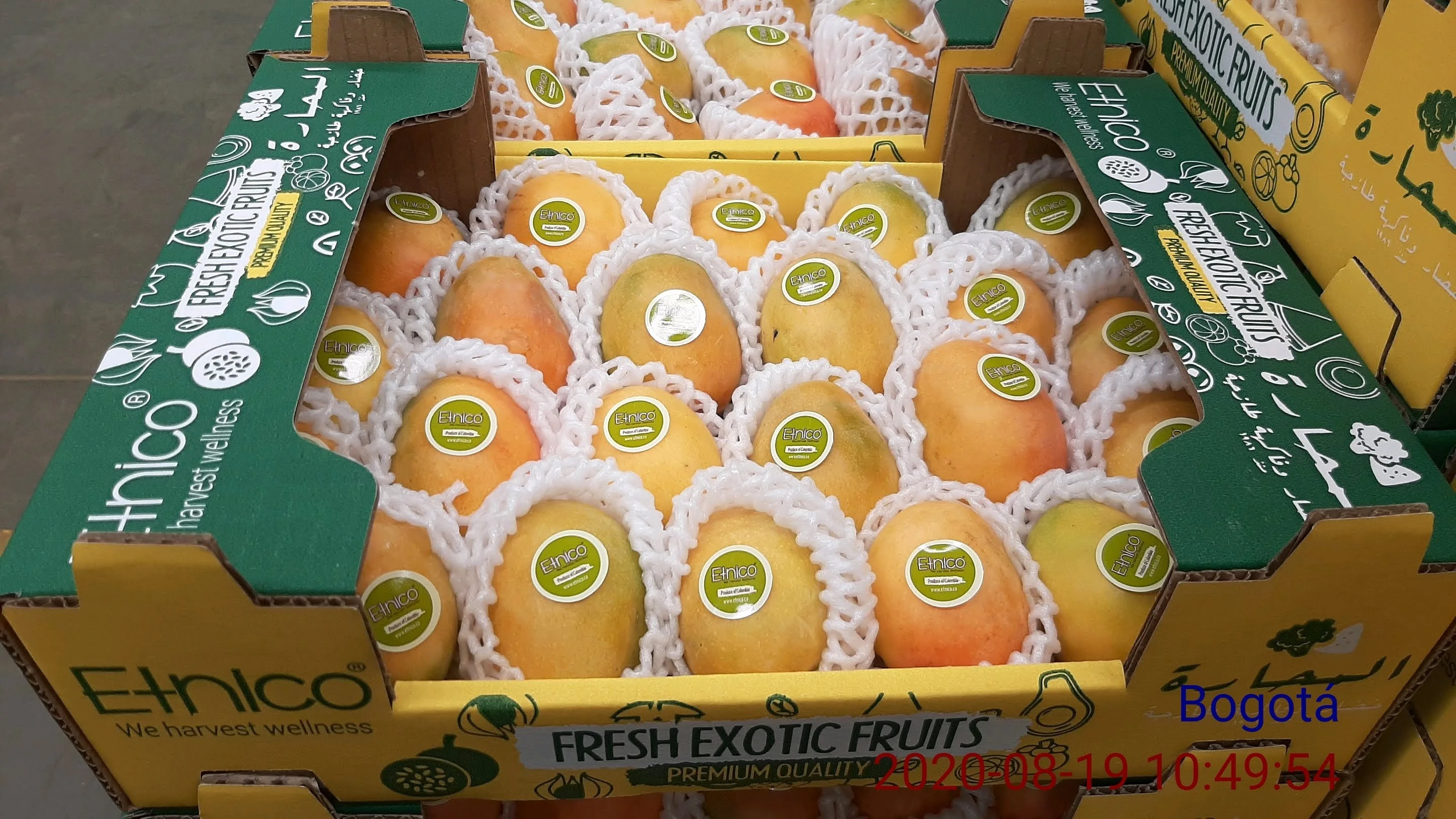 Premium Quality Fresh Fruit Colombian Mango Fresh Exotic Fruits Sugar Baby Mango