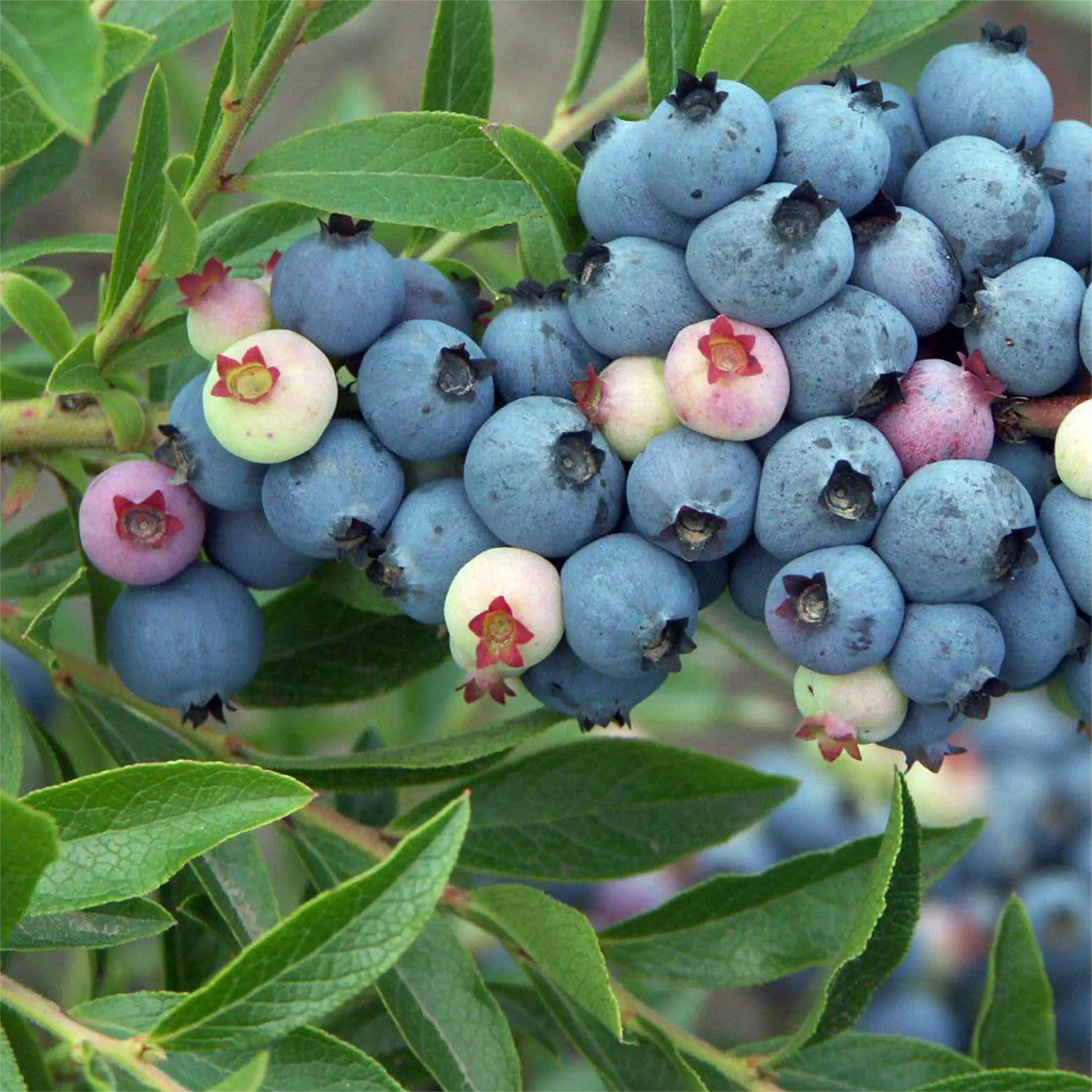 Wholesale premium fresh blueberries