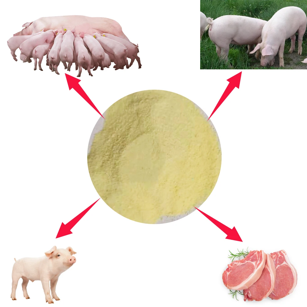 improve sow farrowing rate latest development variety of enzyme preparations