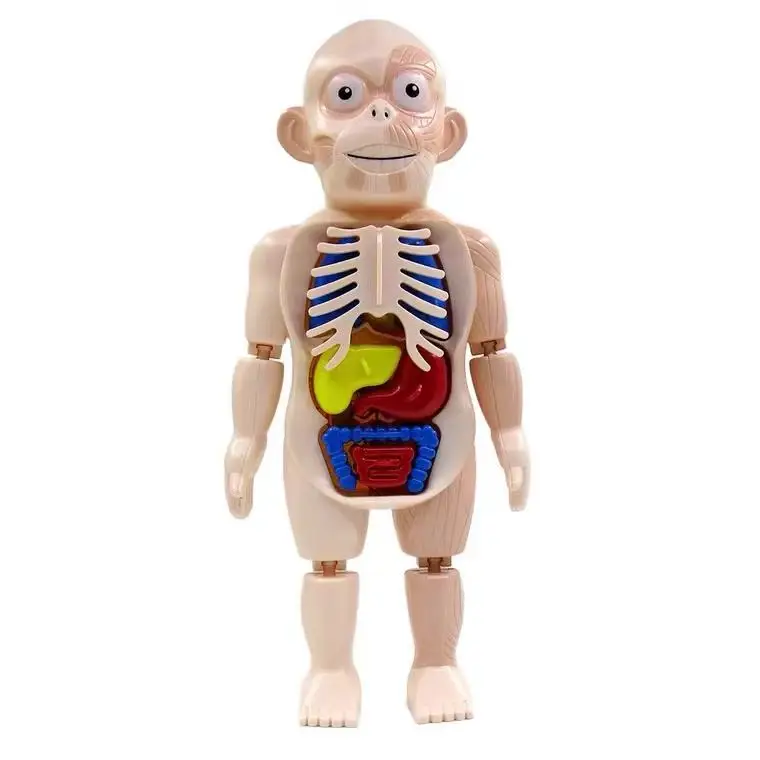 Leemook Hot Children Anatomy Models DIY Human Organs Science Experiment Kit For Kids