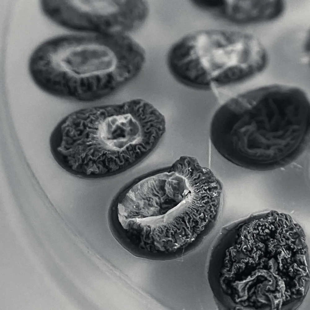 Eyelash extension bonder eyelash primer and bonder super bonder de extension de cilios