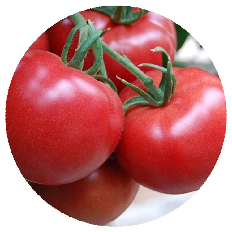 Высококачественные семена больших розовых томатов из Китая, гибридные семена томатов, дешевая распродажа