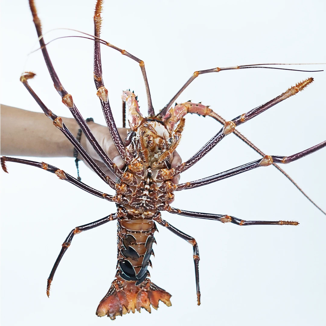 Wholesale Live Lobster Batik From Indonesia With Best Quality Best Price For Export