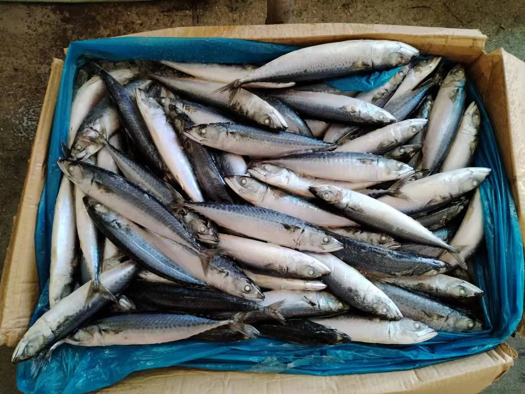 N-37 Hot Sale Pacific Mackerel Scomber Japonicus High Quality Pacific Mackerel Whole Round