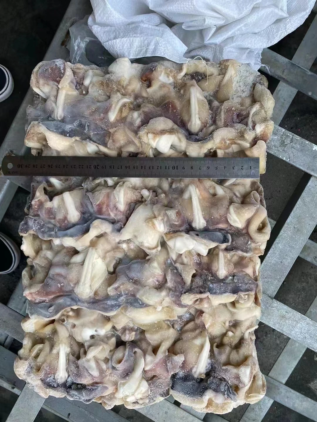 Шейка с индийским кальмаром 100-300 г, шейка с замороженным гигантским кальмаром