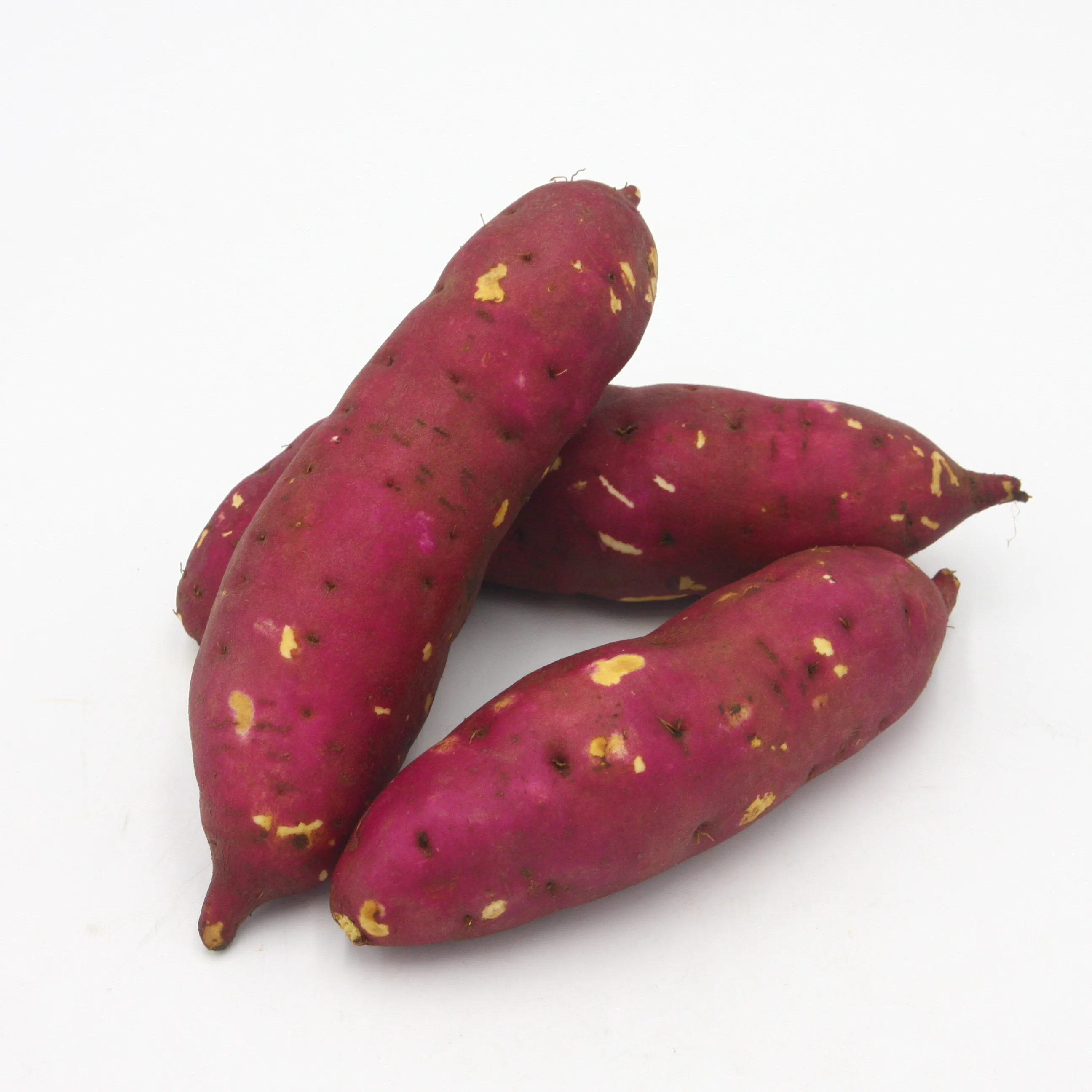 Sweet potato fresh sweet potato High quality sweet potato Ha Thanh company specializes in planting and exporting large volumes a