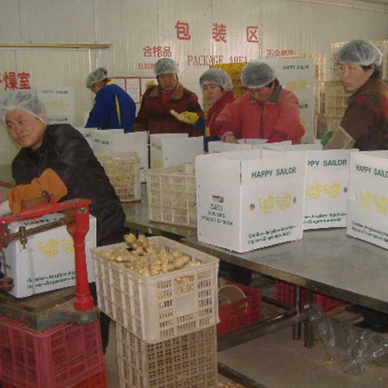 Best 1Kg Fresh Ginger Price Top Grade chinese mature super ginger With Customized Ginger Packaging