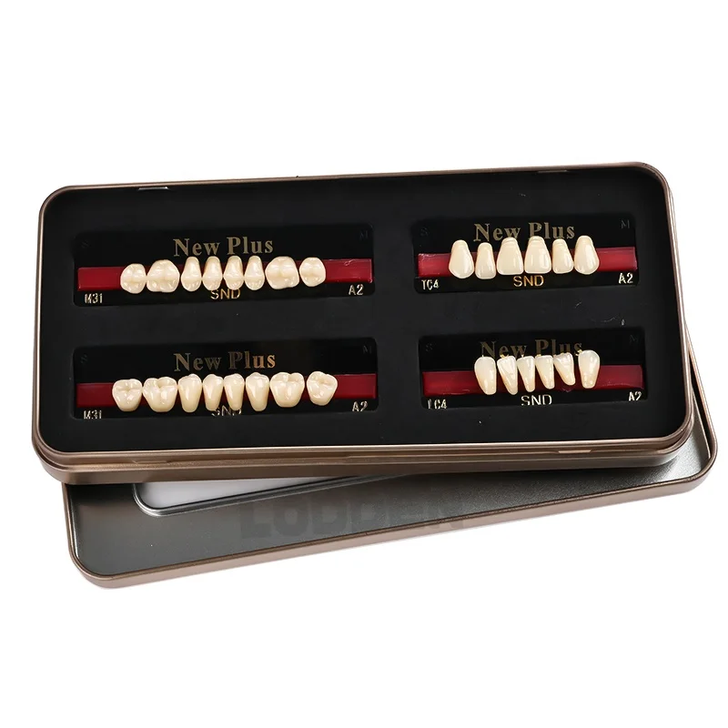 Synthetic Resin Teeth Full Set Two-Layers Teeth SND Factory Price Acrylic Resin Teeth For Clinic Lab