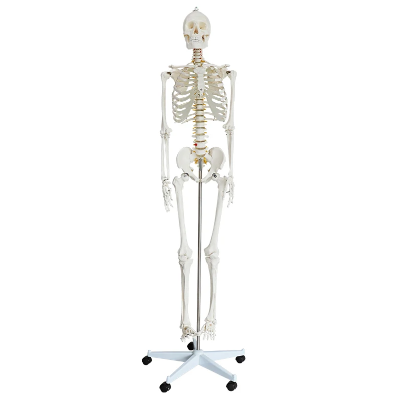 Life Size 170cm with Band nerves ,Stand Included Medical Anatomical Human Skeleton Model