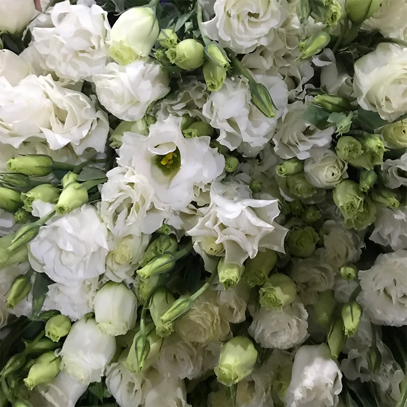 
Christmas Gifts Floral Bouquet Fresh Cut Flowers White Eustoma for Decoration 