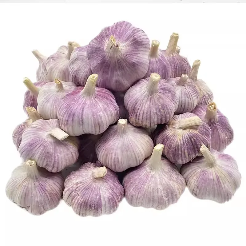Factory Direct Hot Sale Pure White Normal White Fresh Garlic Normal Size 4.5 5.0 5.5 6.0cm