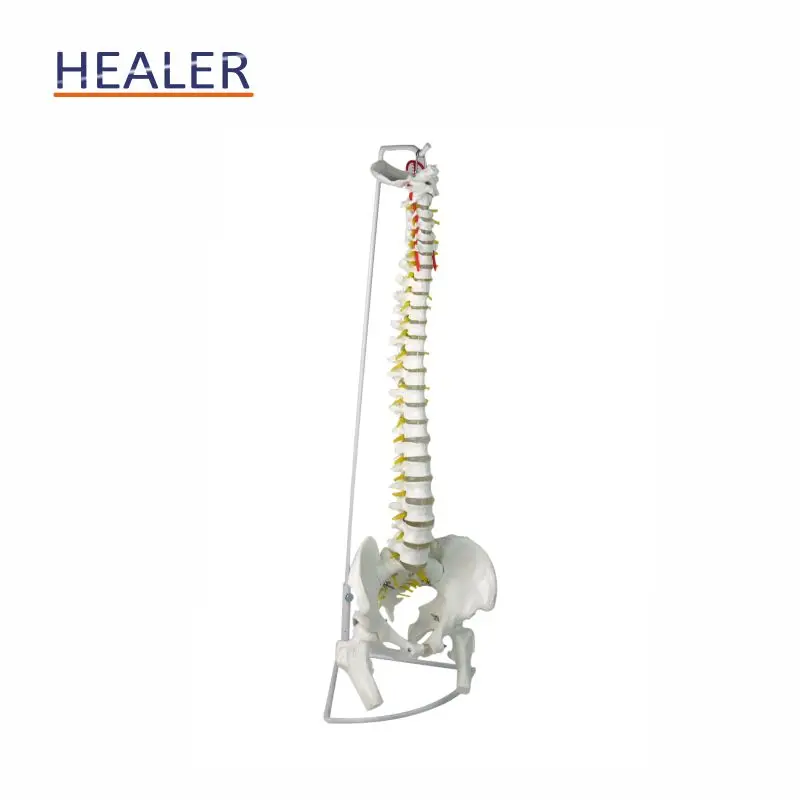 45 cm Vertebrate Model with neuro,human spine model,teaching model