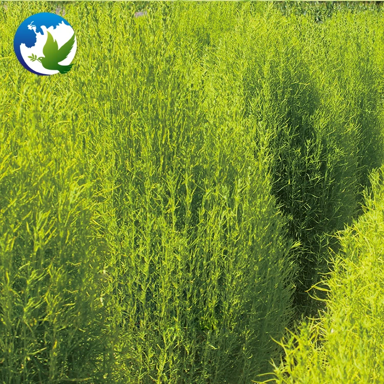 
Green Kochia Scoparia Schrad Seeds Special High Sprouting Rate Burning Bush Garden Flower Tree Seeds 