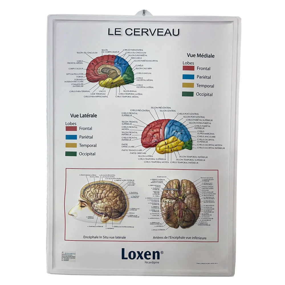 Custom Early Education Medical Poster Embossed Plastic 3d Medical Poster