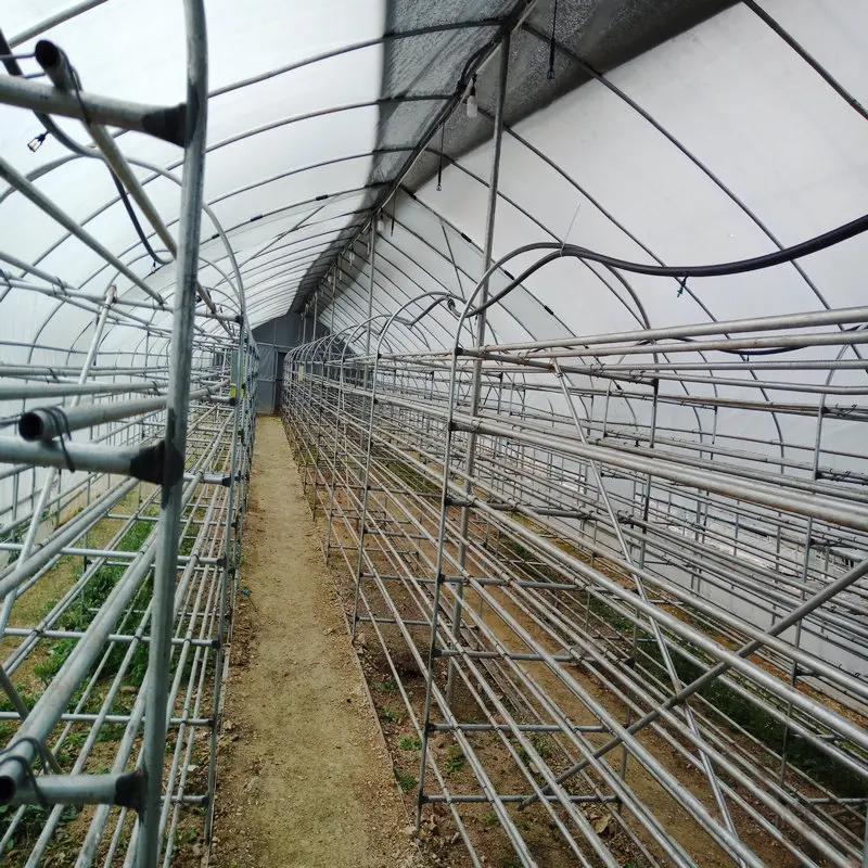 Mushroom caterpillar tunnel greenhouse in factory price