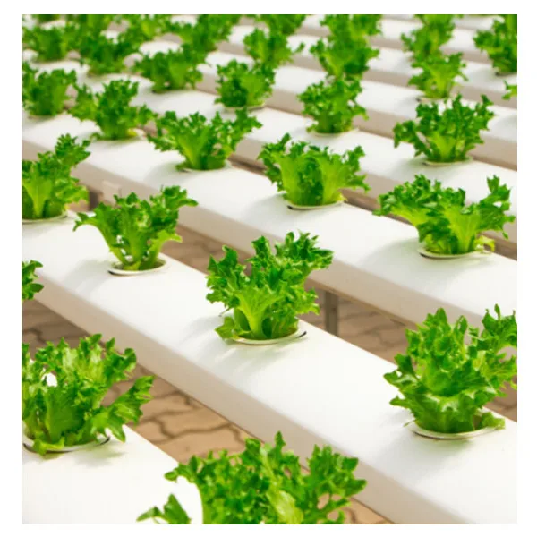 JIapei Indoor Smart Cuitivo NFT Hydroponic Vertical Aquaponics System in Superfarm