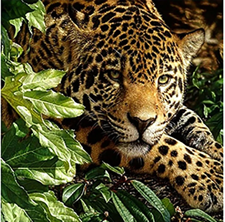 Good quality Coloured drawing painting Full drill diamond kits painting 5D diamond adults Animal decoration painting