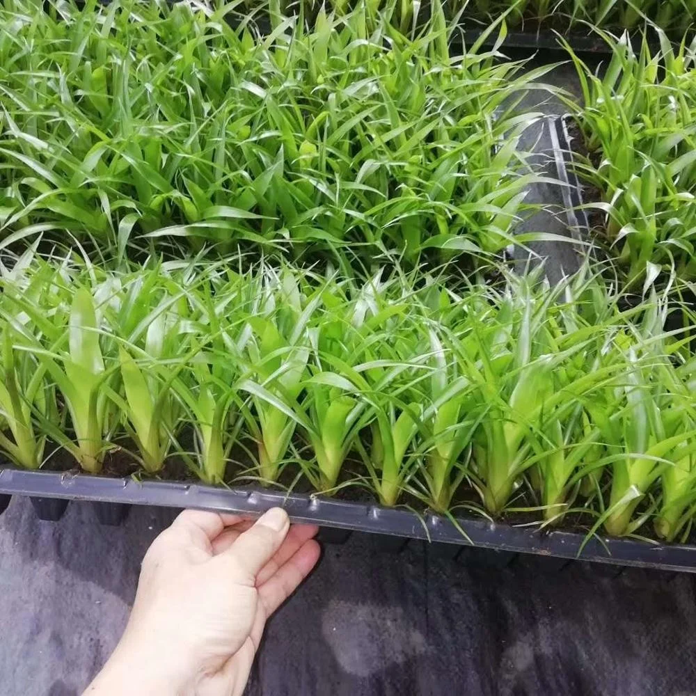 Hot sale artificial plant seedling decorative plant aglaonema