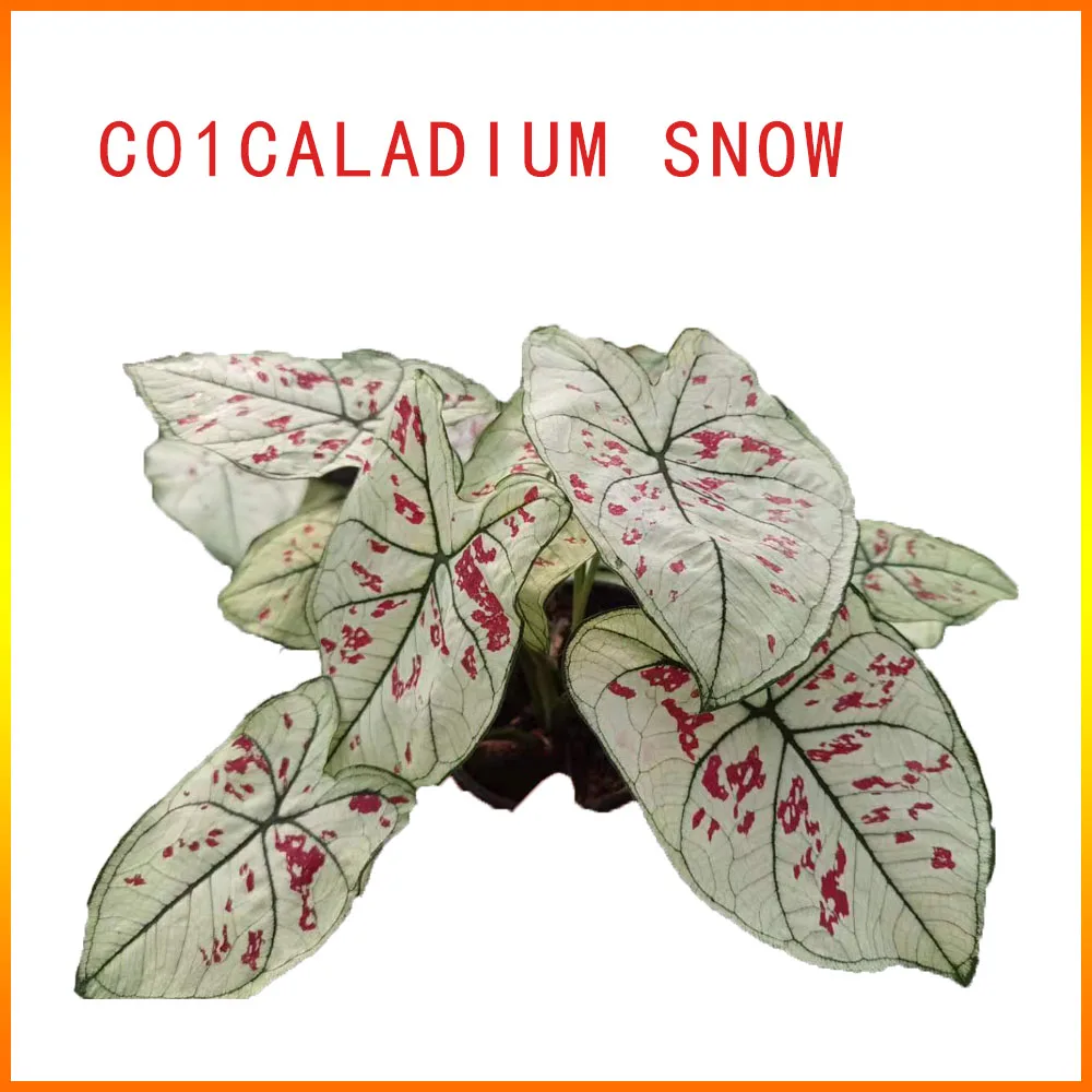 caladium foliage plants lush multicolored leaves