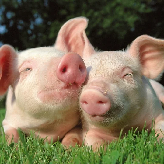 FAMI-QS/ISO/GMP certified Weaned Piglets Pig Fattening Feed Premix Powder Nutrition Premix for Piglets